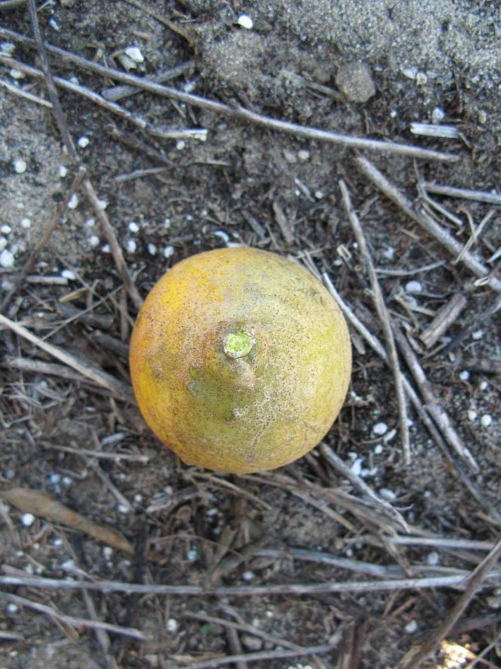            Fruit (Winter Haven, FL)   